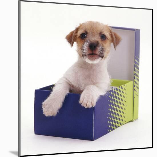 Jack in a Box - Jack Russell Terrier Pup in a Shoe Box-Jane Burton-Mounted Photographic Print