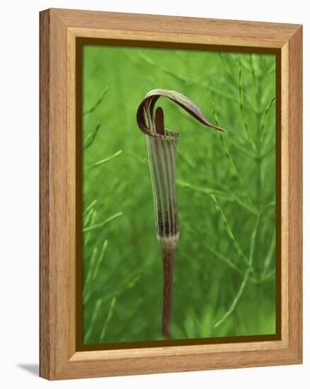 Jack-In-The-Pulpit Flower Amid Green Equisetum Ferns in Springtime, Michigan, USA-Mark Carlson-Framed Premier Image Canvas