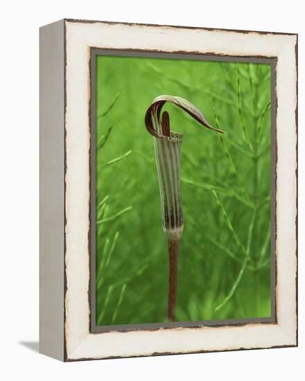 Jack-In-The-Pulpit Flower Amid Green Equisetum Ferns in Springtime, Michigan, USA-Mark Carlson-Framed Premier Image Canvas