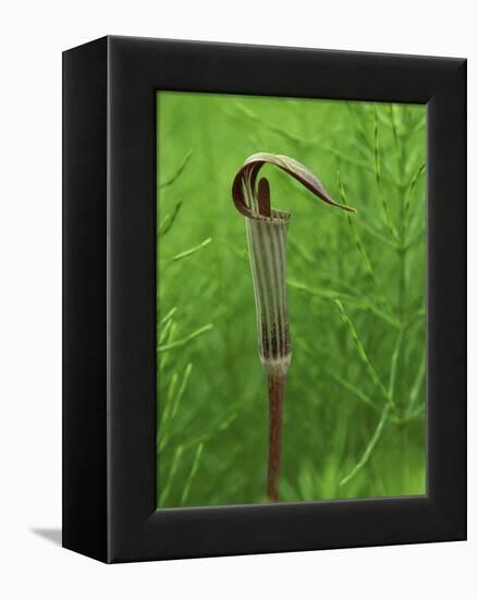 Jack-In-The-Pulpit Flower Amid Green Equisetum Ferns in Springtime, Michigan, USA-Mark Carlson-Framed Premier Image Canvas