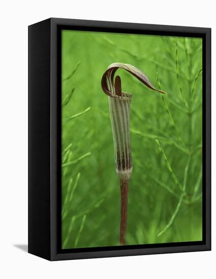 Jack-In-The-Pulpit Flower Amid Green Equisetum Ferns in Springtime, Michigan, USA-Mark Carlson-Framed Premier Image Canvas