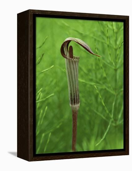 Jack-In-The-Pulpit Flower Amid Green Equisetum Ferns in Springtime, Michigan, USA-Mark Carlson-Framed Premier Image Canvas