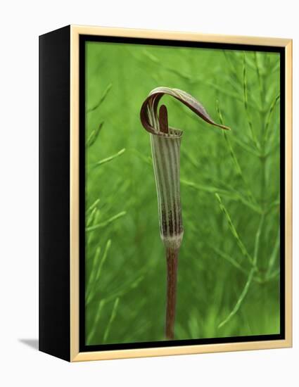 Jack-In-The-Pulpit Flower Amid Green Equisetum Ferns in Springtime, Michigan, USA-Mark Carlson-Framed Premier Image Canvas