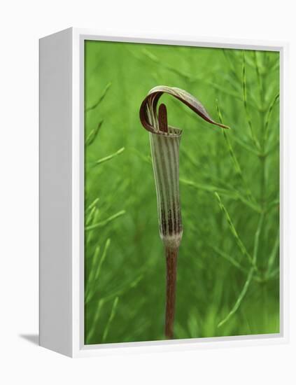 Jack-In-The-Pulpit Flower Amid Green Equisetum Ferns in Springtime, Michigan, USA-Mark Carlson-Framed Premier Image Canvas