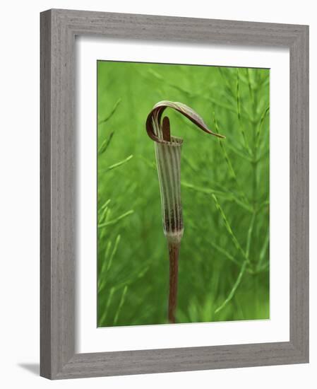 Jack-In-The-Pulpit Flower Amid Green Equisetum Ferns in Springtime, Michigan, USA-Mark Carlson-Framed Photographic Print