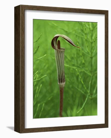 Jack-In-The-Pulpit Flower Amid Green Equisetum Ferns in Springtime, Michigan, USA-Mark Carlson-Framed Photographic Print