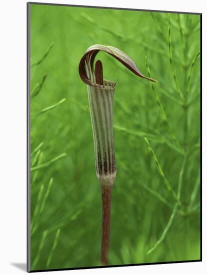 Jack-In-The-Pulpit Flower Amid Green Equisetum Ferns in Springtime, Michigan, USA-Mark Carlson-Mounted Photographic Print
