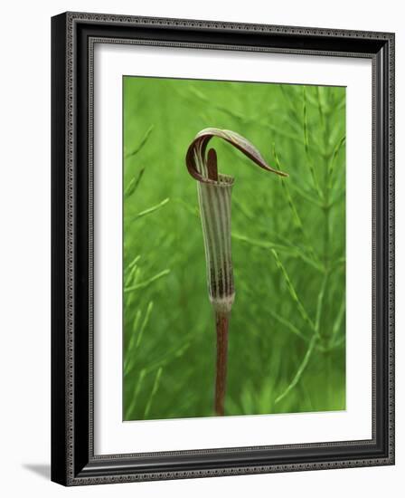 Jack-In-The-Pulpit Flower Amid Green Equisetum Ferns in Springtime, Michigan, USA-Mark Carlson-Framed Photographic Print