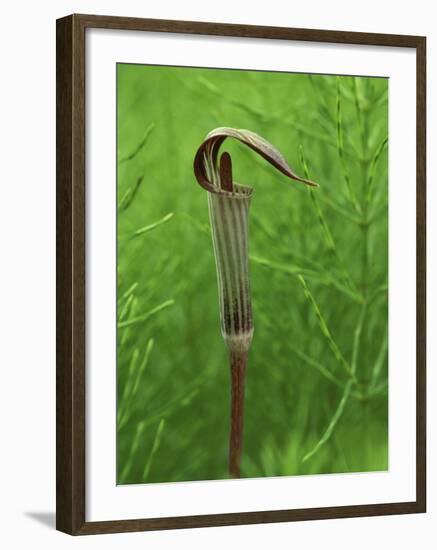 Jack-In-The-Pulpit Flower Amid Green Equisetum Ferns in Springtime, Michigan, USA-Mark Carlson-Framed Photographic Print