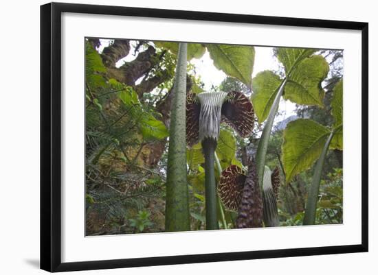 Jack In The Pulpits (Arisaema Utile) Makalu Mountain-Dong Lei-Framed Photographic Print