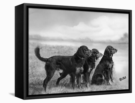 Jack Judy and Jill of Cromux Three Gordon Setters in a Field Owned by Eden-Thomas Fall-Framed Premier Image Canvas