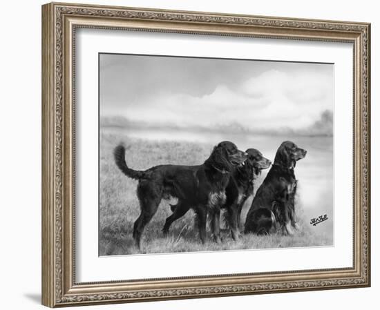 Jack Judy and Jill of Cromux Three Gordon Setters in a Field Owned by Eden-Thomas Fall-Framed Photographic Print