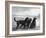 Jack Judy and Jill of Cromux Three Gordon Setters in a Field Owned by Eden-Thomas Fall-Framed Photographic Print