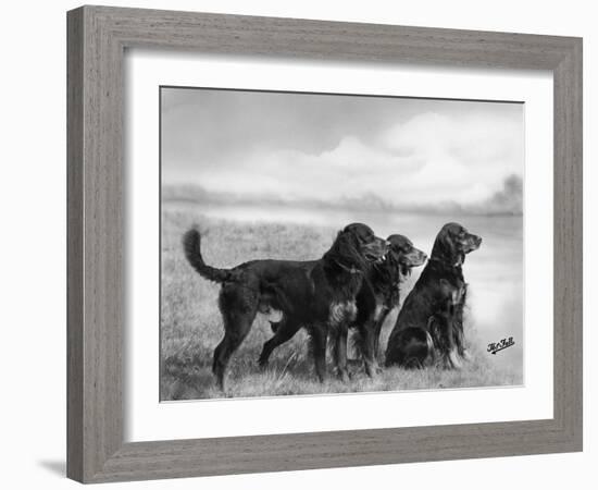 Jack Judy and Jill of Cromux Three Gordon Setters in a Field Owned by Eden-Thomas Fall-Framed Photographic Print