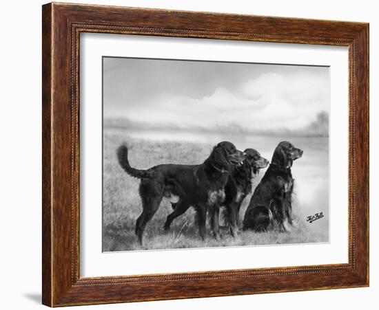 Jack Judy and Jill of Cromux Three Gordon Setters in a Field Owned by Eden-Thomas Fall-Framed Photographic Print