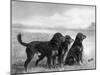 Jack Judy and Jill of Cromux Three Gordon Setters in a Field Owned by Eden-Thomas Fall-Mounted Photographic Print