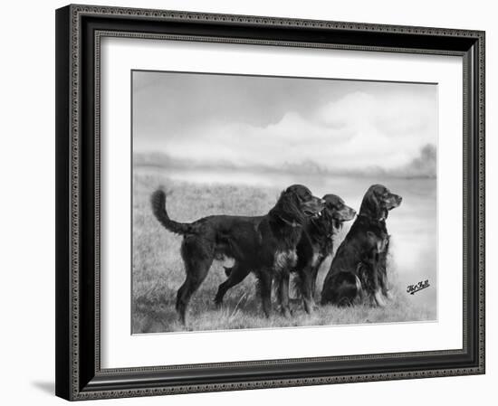 Jack Judy and Jill of Cromux Three Gordon Setters in a Field Owned by Eden-Thomas Fall-Framed Photographic Print