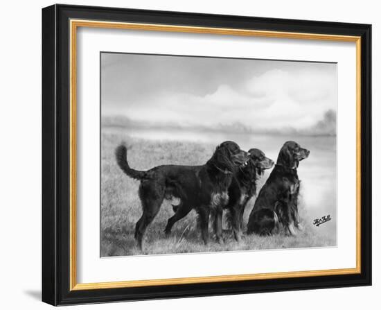 Jack Judy and Jill of Cromux Three Gordon Setters in a Field Owned by Eden-Thomas Fall-Framed Photographic Print