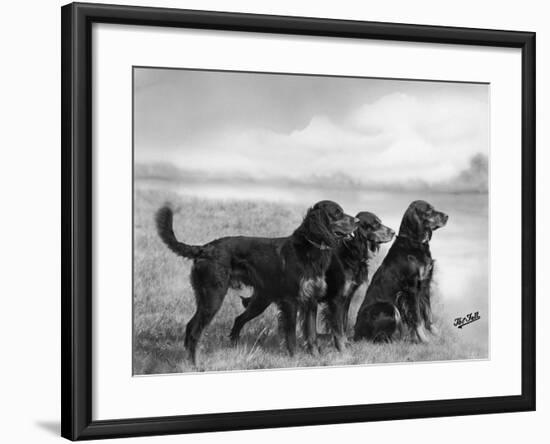 Jack Judy and Jill of Cromux Three Gordon Setters in a Field Owned by Eden-Thomas Fall-Framed Photographic Print