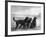 Jack Judy and Jill of Cromux Three Gordon Setters in a Field Owned by Eden-Thomas Fall-Framed Photographic Print