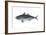 Jack Mackerel (Trachurus Symmetricus), Fishes-Encyclopaedia Britannica-Framed Art Print