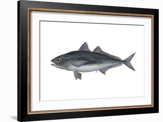 Jack Mackerel (Trachurus Symmetricus), Fishes-Encyclopaedia Britannica-Framed Art Print
