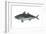 Jack Mackerel (Trachurus Symmetricus), Fishes-Encyclopaedia Britannica-Framed Art Print