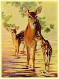 "Doe and Fawns," Saturday Evening Post Cover, April 29, 1933-Jack Murray-Giclee Print