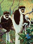 Monkeys - Child Life-Jack Murray-Giclee Print