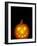 Jack-O-Lantern, Halloween, Washington, USA-null-Framed Photographic Print