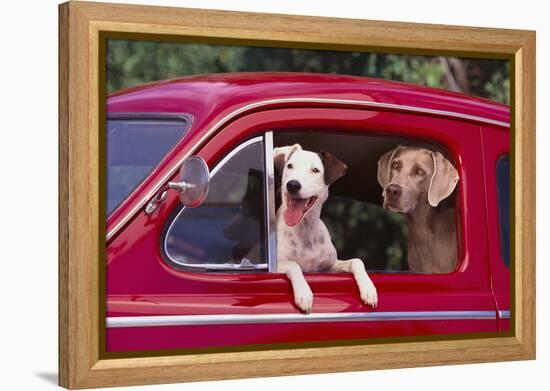 Jack Russel and Weimaraner Sitting in a Car-DLILLC-Framed Premier Image Canvas