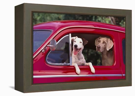 Jack Russel and Weimaraner Sitting in a Car-DLILLC-Framed Premier Image Canvas