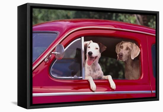 Jack Russel and Weimaraner Sitting in a Car-DLILLC-Framed Premier Image Canvas