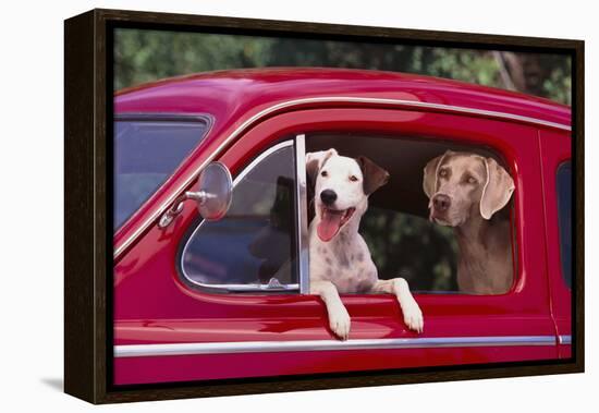 Jack Russel and Weimaraner Sitting in a Car-DLILLC-Framed Premier Image Canvas