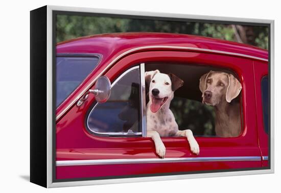 Jack Russel and Weimaraner Sitting in a Car-DLILLC-Framed Premier Image Canvas