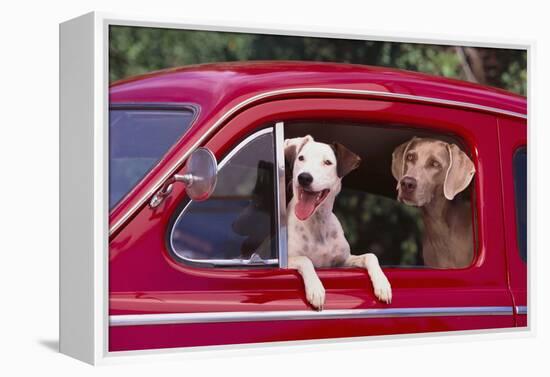 Jack Russel and Weimaraner Sitting in a Car-DLILLC-Framed Premier Image Canvas
