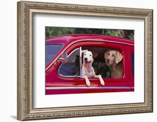 Jack Russel and Weimaraner Sitting in a Car-DLILLC-Framed Photographic Print