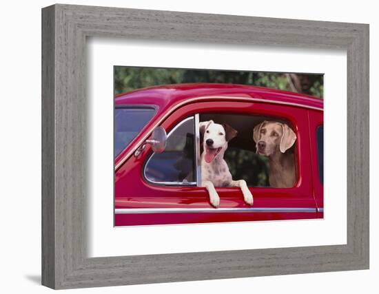 Jack Russel and Weimaraner Sitting in a Car-DLILLC-Framed Photographic Print