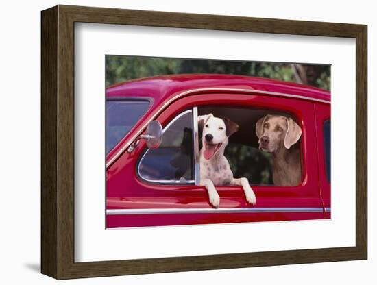 Jack Russel and Weimaraner Sitting in a Car-DLILLC-Framed Photographic Print