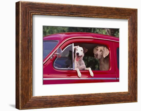 Jack Russel and Weimaraner Sitting in a Car-DLILLC-Framed Photographic Print