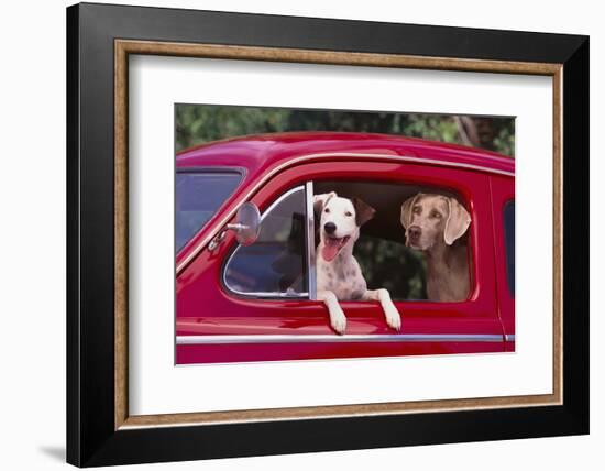 Jack Russel and Weimaraner Sitting in a Car-DLILLC-Framed Photographic Print