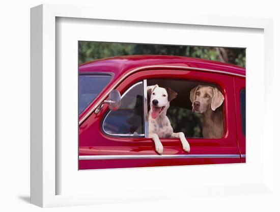 Jack Russel and Weimaraner Sitting in a Car-DLILLC-Framed Photographic Print