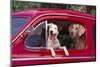 Jack Russel and Weimaraner Sitting in a Car-DLILLC-Mounted Photographic Print