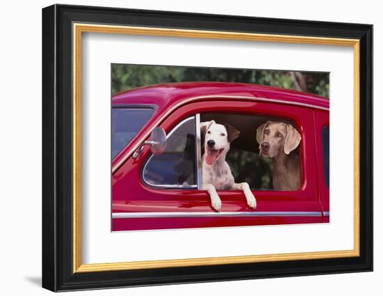 Jack Russel and Weimaraner Sitting in a Car-DLILLC-Framed Photographic Print