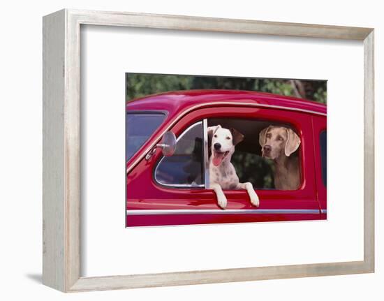 Jack Russel and Weimaraner Sitting in a Car-DLILLC-Framed Photographic Print