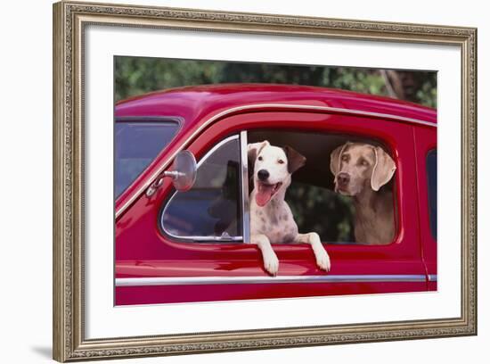 Jack Russel and Weimaraner Sitting in a Car-DLILLC-Framed Photographic Print