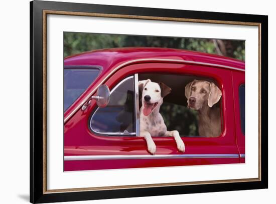 Jack Russel and Weimaraner Sitting in a Car-DLILLC-Framed Photographic Print