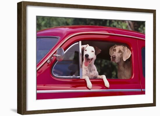 Jack Russel and Weimaraner Sitting in a Car-DLILLC-Framed Photographic Print