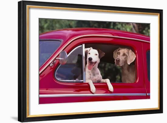 Jack Russel and Weimaraner Sitting in a Car-DLILLC-Framed Photographic Print