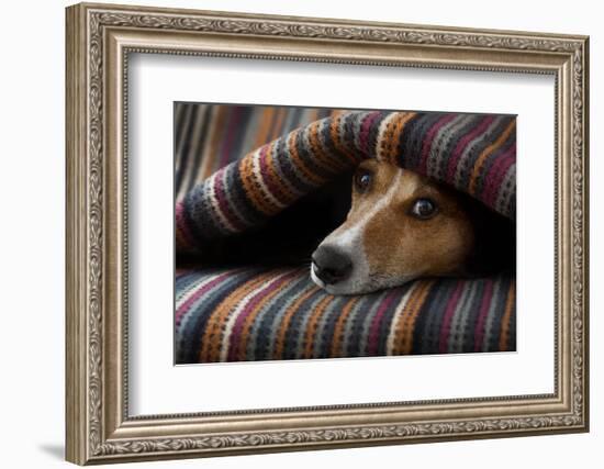 Jack Russell Dog Sleeping under the Blanket in Bed Daydreaming Sweet Dreams-Javier Brosch-Framed Photographic Print